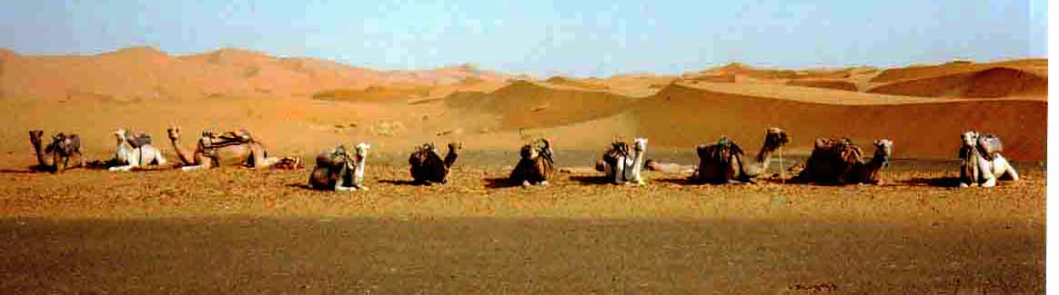 10 camels on a row
