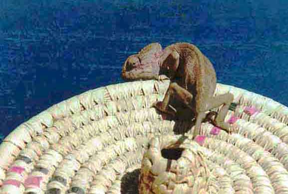 a chameleon